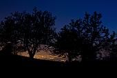 17_Luci tra le piante
